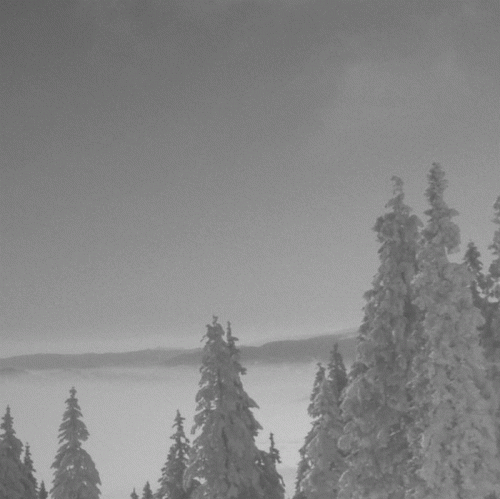 Vintlechkeit : Hvite Felt av Død...